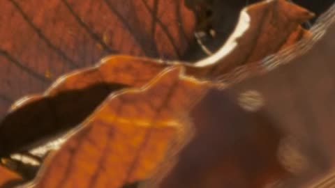 Dry leaves from autumn on the ground