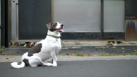 Funny Video Dog Teasing Other Dogs Behind Fence