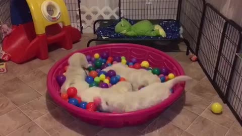 Golden Retriever puppies go crazy for ball pit