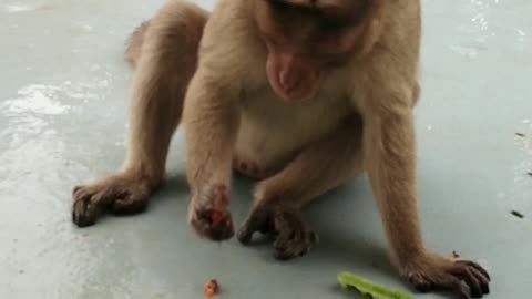 Monkey eating peanuts🥜🥜🥜🥜 wild Animals love❤ monkey