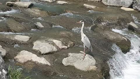 river bird