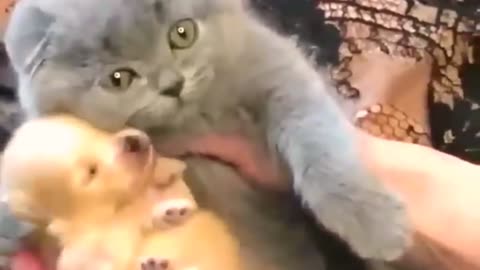Cute cat funny video 😂😂😂