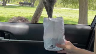Feeding an Ostrich didn’t go as she had planned.