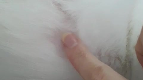 Tapping my cat's cute nipple.