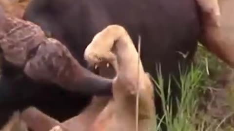 Pitbull VS Lion - Best Lion VS Trained Pitbull Real Fight Video Ever - Blondi Foks