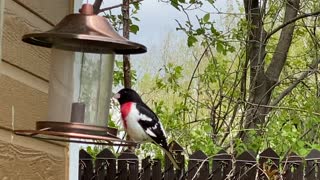 Red breasted grossbeak