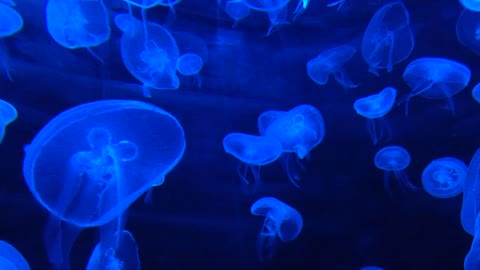 Jellyfish and Acoustic Guitar-MEDITATION,SLEEP MUSIC,STUDY,FOCUS