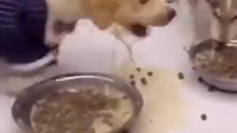 IN Dog Cute on TikTok #Short #dog#funny