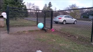 Doggo Jumps for Giant Ball