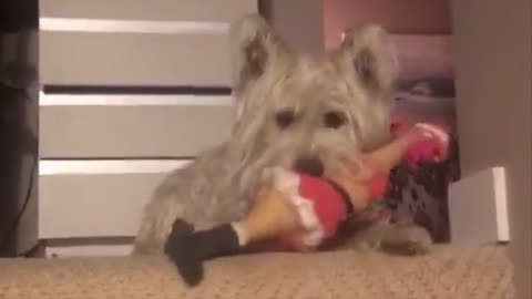 Westie dog sure knows his toys