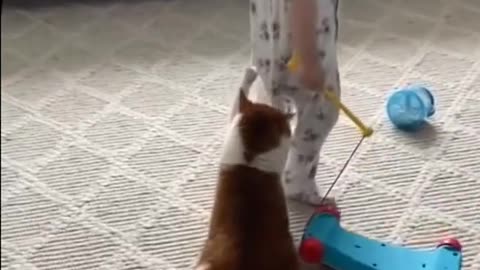 Funny animals video cats and dogs #Shorts #Funny animal