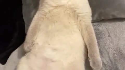 A funny and cute view of a cat that sleeps in the way of humans with enjoyment and comfort