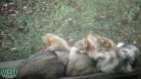 For Wolves, the Best Pillows are Warm and Fuzzy