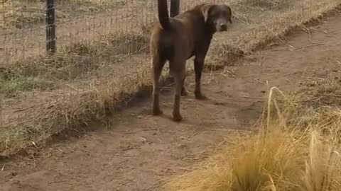 Lion asking dog😀