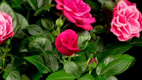 Roses blooming in the branches