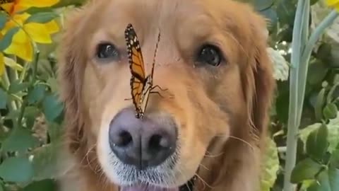 Golden Retriever and a cute butterfly