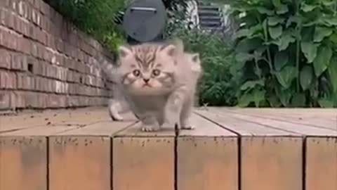 Crazy Cats ✪ Funny Cats ✪ TRY NOT TO LAUGH!