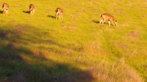 California - East Bay Area Wildlife