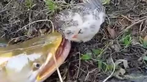 Goldfish Catch Baby Duck 😦😧😧😨