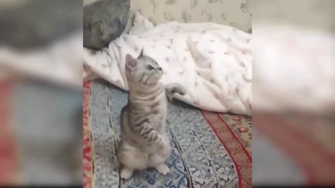 Funny cat videos #3 😂😂😂