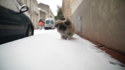 Young pekingese dog running on a snowy pavement in Montpellier France