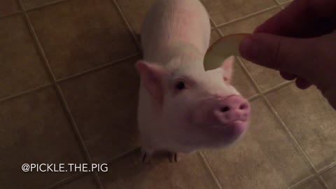 Pickle, el cerdo miniatura, adora las rodajas de manzana