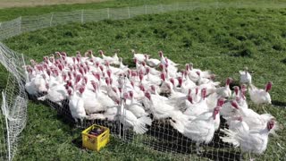 Harvest Haven Pastured Poultry – Free Range Living