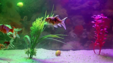 Aquarium fishtank goldfish