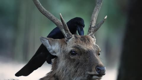 Bird Climbs On Top of Deer's Head