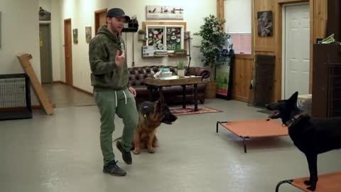 The Entire aggressive dog training tutorial