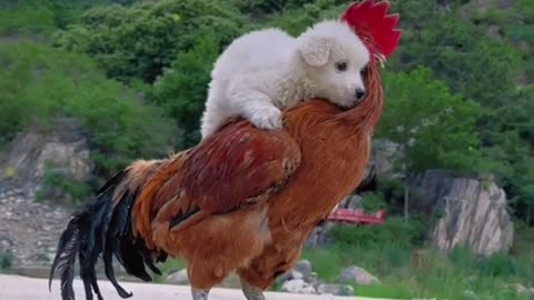 A big rooster carrying a little dog on its back