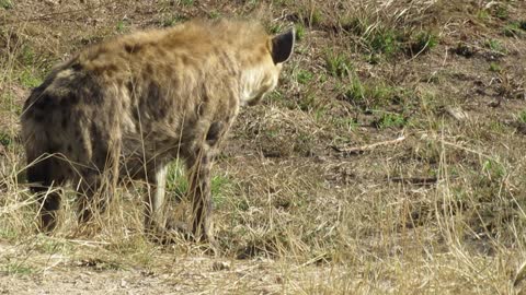 A spotted Hyena regurgitates food for her young