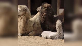 Two Cute Baby Camel Calves Born In Moscow Zoo