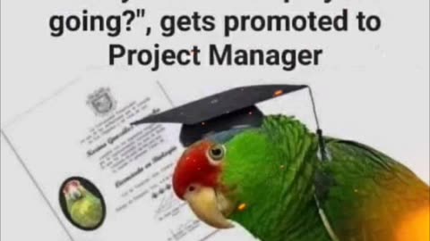 A very Smart Parrot #meme #memes #memesdaily #parrot #humor #funny