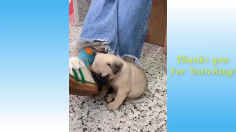 Cute Pets And Funny Animals Compilations For 2021