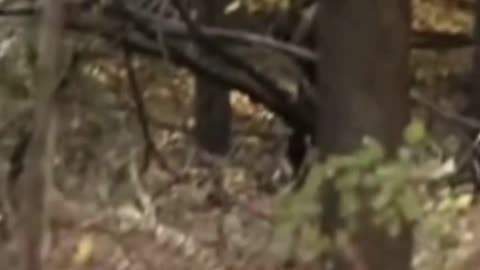 Caught on Camera: Young Bigfoots' Midnight Chicken Heist!
