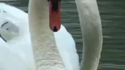 This swan will see its mate after a while!!