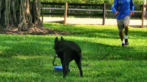 Learn how to train your dog in fun way as they are trained in dog training