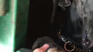 Black dog getting face played with by owner