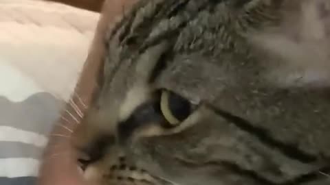 THIS is why cats bite their owners