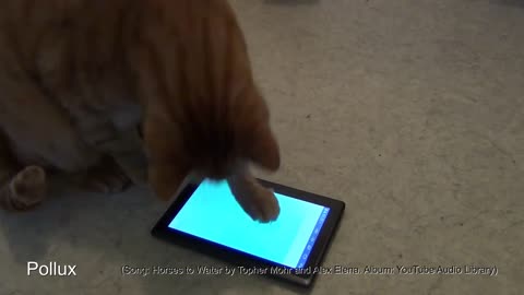 cats playing catfish game on a tablet