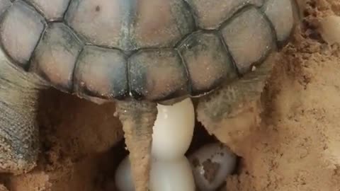 Close-up of turtles laying eggs on the beach