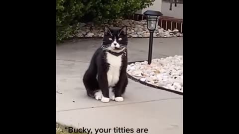 You will laugh, Funniest and funny cats acting crazy