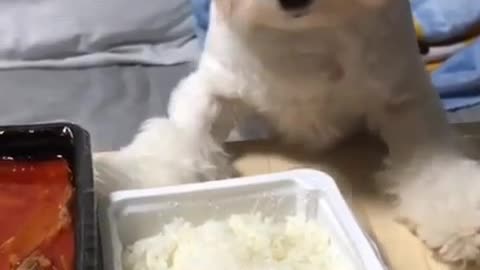 Cute dog possesive about his food