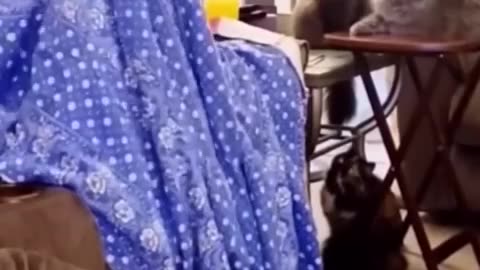 Funniest Cats and Dogs 🐶🐱 | Funny Animal Videos #9