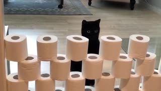 Bewildered Cats Take Part In The Toilet Paper Challenge