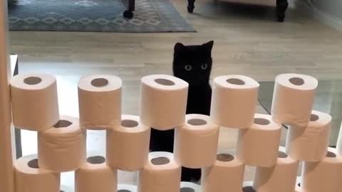 Bewildered Cats Take Part In The Toilet Paper Challenge