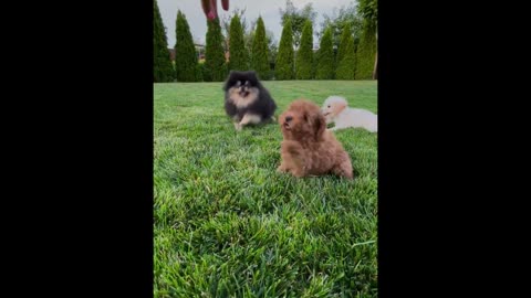 Cute puppies playing in the garden 🐶 funny puppy videos ❤ funny animals