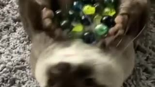 Cute otter playing with his marbles