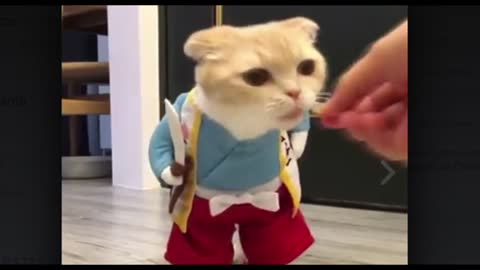 Vídeo de gatito con lindo traje